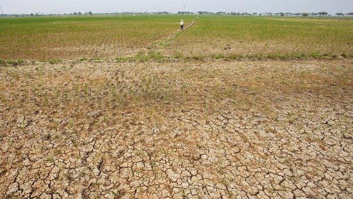 Warga mencari ikan di waduk yang mengering di Balongan, Indramayu, Jawa Barat, Selasa (25/7/2023). Badan Meteorologi, Klimatologi dan Geofisika (BMKG) memprakirakan puncak kemarau imbas fenomena El nino terjadi pada Agustus hingga awal September mendatang. ANTARA FOTO/Dedhez Anggara/tom.