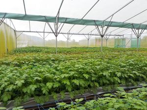 Ini Cara Baru Kementan Tekan Impor Kentang Industri untuk Potato Chips