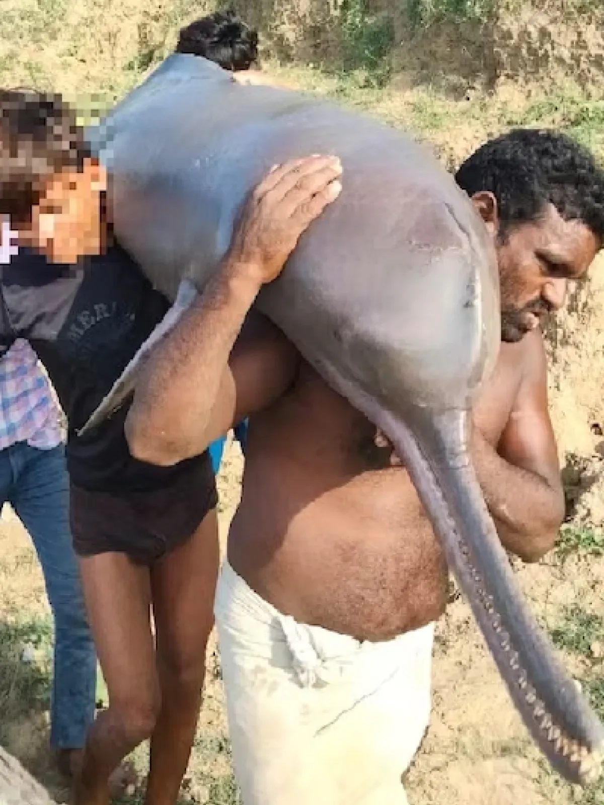 Ketahuan Makan Lumba-lumba Ilegal, Nelayan Ini Ditangkap Polisi