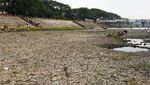 Wisata Dadakan di Sungai Madiun yang Mengering