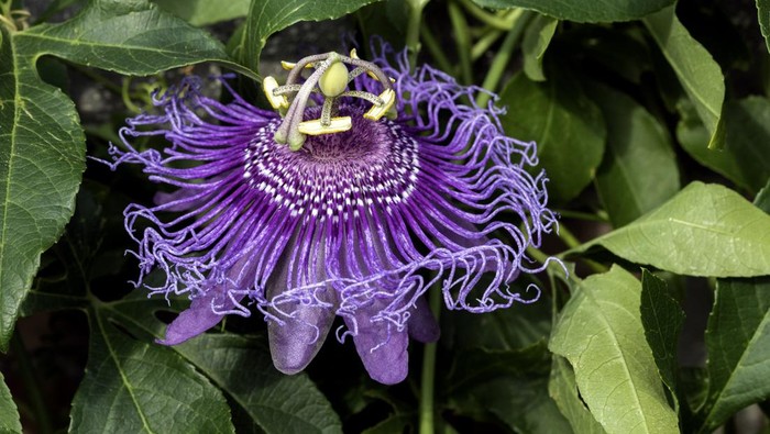 Mengenal Passion Flower, Manfaat, dan Efek Sampingnya