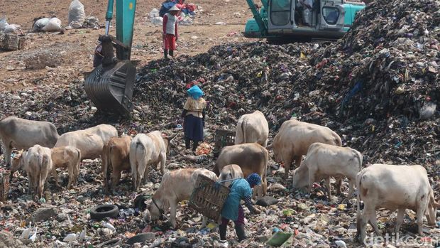 Para pemulung yang tengah mengais di gunung sampah TPA Piyungan, Bantul, Selasa (25/7/2023).