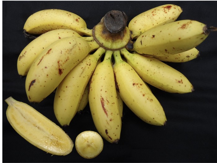 Pisang mas