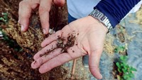 Ebidhy meninggalkan dunia jurnalisme untuk mengikuti kecintaannya yang mendalam pada mawar, bunga, dan alam, dan meluncurkan proyeknya sendiri menanam bunga yang dapat dimakan untuk keperluan makanan dan pengobatan pada tahun 2018.