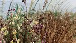 Resah Petani Tunisia, Gelombang Panas Rusak Bunga yang Bisa Dimakan
