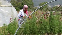 Pada foto yang diambil 8 Juli 2023, petani Tunisia Sonia Ebidhy berjalan di antara bunga-bunga kuning kering yang dapat dimakan saat gelombang panas yang belum pernah terjadi sebelumnya melanda negara itu.