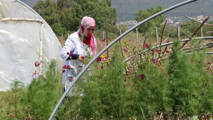 Resah Petani Tunisia, Gelombang Panas Rusak Bunga yang Bisa Dimakan Tunisian farmer Sonia Ebidhy collects edible flowers at her farm in Tabarka, Tunisia July 8, 2023. REUTERS/Jihed Abidellaoui