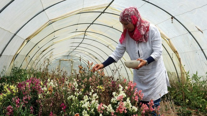 Resah Petani Tunisia, Gelombang Panas Rusak Bunga yang Bisa Dimakan Tunisian farmer Sonia Ebidhy collects edible flowers at her farm in Tabarka, Tunisia July 8, 2023. REUTERS/Jihed Abidellaoui