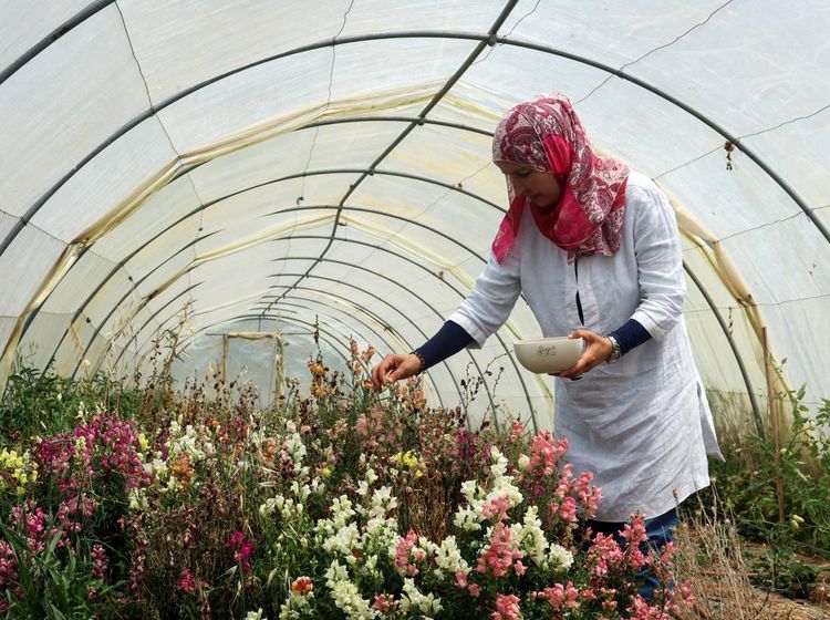 Resah Petani Tunisia, Gelombang Panas Rusak Bunga yang Bisa Dimakan