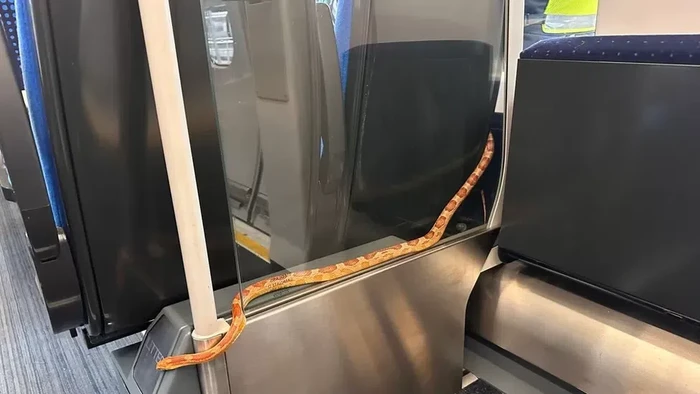 Ular jagung di kereta