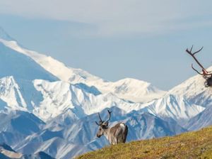 Horor! Lebih dari 20 Ribu Orang Menghilang di Segitiga Alaska