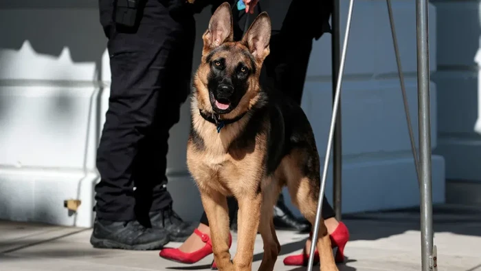 Anjing Presiden Joe Biden