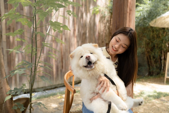 anjing