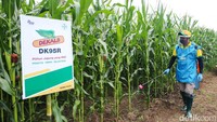 Bibit ini telah ditanam untuk uji coba oleh 253 petani, melalui program Better Life Farming di 10 kabupaten di Provinsi Nusa Tenggara Barat (NTB), Nusa Tenggara Timur (NTT), dan Sulawesi Selatan sejak November 2022.