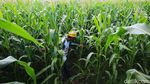 Benih Jagung Bioteknologi Tingkatkan Pendapatan Petani hingga 30%