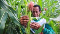 Pengenalan teknologi bioteknologi pada jagung akan membantu meningkatkan kesejahteraan petani jagung di NTB dan mendorong swasembada pangan di Indonesia.