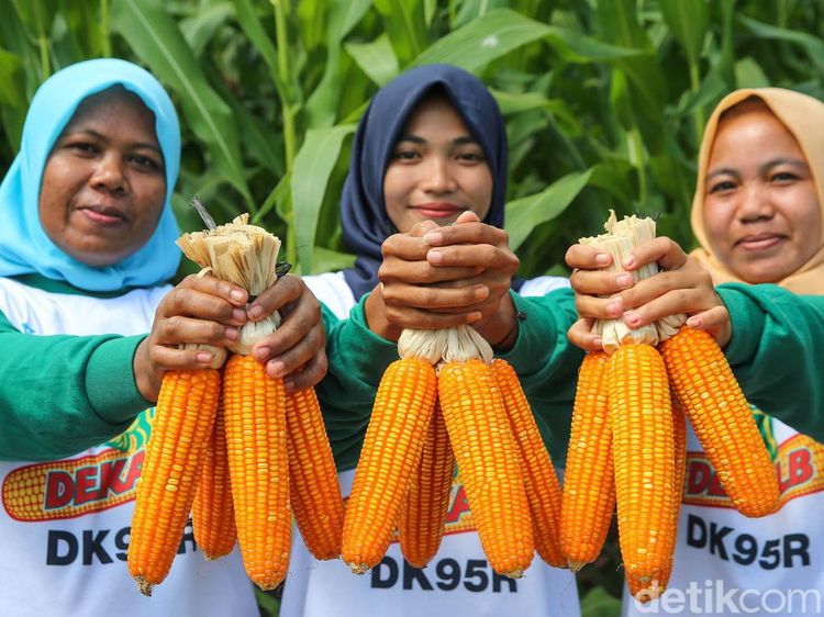 Benih Jagung Bioteknologi Tingkatkan Pendapatan Petani hingga 30%