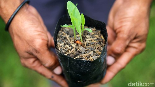 Sejumlah petani mengecek pohon jagung Dekalb DK 95 R hasil bioteknologi di Bayer Better Life Farming (BLF) Center Desa Banggo, Manggalewa, Dompu, Nusa Tenggara Barat, Rabu (26/7/2023). Bibit ini telah ditanam untuk uji coba oleh 253 petani, melalui program Better Life Farming di 10 kabupaten di provinsi Nusa Tenggara Barat (NTB), Nusa Tenggara Timur (NTT) dan Sulawesi Selatan sejak November 2022.