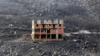 Begini area hutan yang terbakar di Bejaia, Aljazair.  