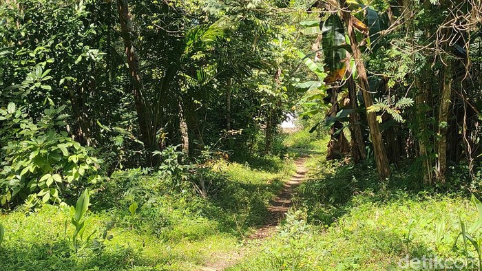 Jalan masuk menuju petilasan tempat diduga awal mula kemunculan bau misterius di Dusun Polodadi, Kalurahan Kulur, Kapanewon Temon, Kulon Progo, Rabu (26/7/2023).