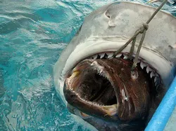 Foto Terlihat Hasil Editan Photoshop Padahal Asli