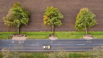 Pohon ini tumbang setelah disapu badai. Foto: Brightside