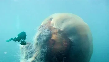 Ubur-ubur surai singa Foto: Brightside