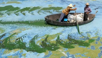 2 nelayan Cina melewati sungai yang dipenuhi ganggang Foto: Brightside