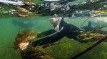 Kerja Keras Menghijaukan Kembali Laut Baltik