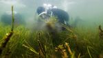 Kerja Keras Menghijaukan Kembali Laut Baltik