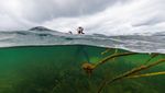 Kerja Keras Menghijaukan Kembali Laut Baltik