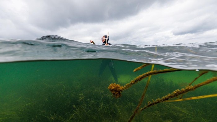 GERMANY-CLIMATE/SEAGRASS Angela Stevenson, 39, a marine scientist for GEOMAR, stands in a seagrass meadow while collecting flowering seagrass, in Laboe, Germany, July 10, 2023. Water pollution has caused algae growth and became a threat to the seagrass that rely on light for photosynthesis.