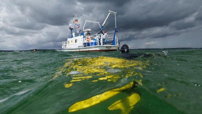GERMANY-CLIMATE/SEAGRASS Angela Stevenson, 39, a marine scientist for GEOMAR, stands in a seagrass meadow while collecting flowering seagrass, in Laboe, Germany, July 10, 2023. Water pollution has caused algae growth and became a threat to the seagrass that rely on light for photosynthesis.