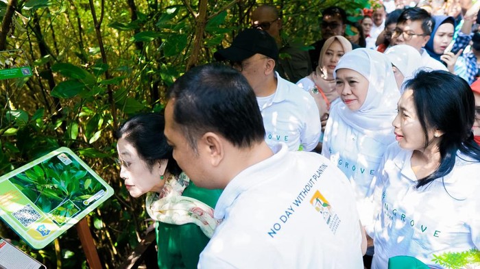 gubernur khofifah kebun raya mangrove