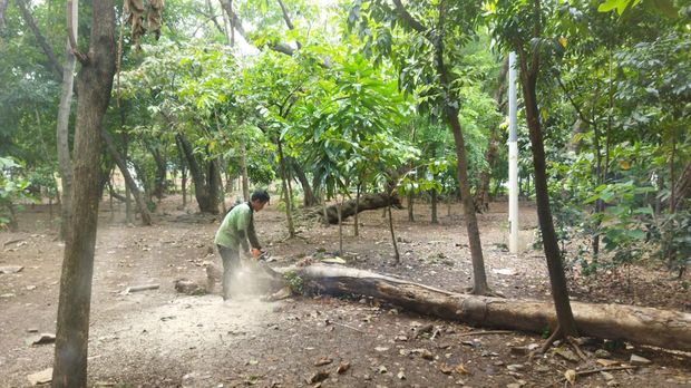 Hutan Kota Jaktim (Kurniawan-detikcom)