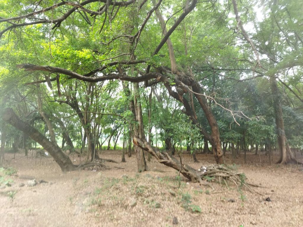 Hutan Kota Jaktim (Kurniawan-detikcom)