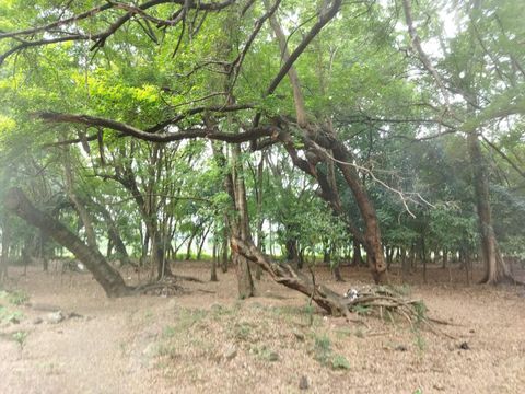 Hutan Kota Jaktim (Kurniawan-detikcom)