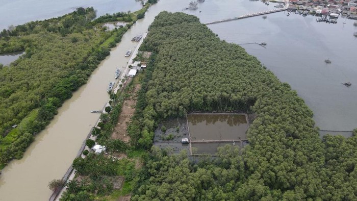 Kondisi hutan mangrove di Bandar Lampung yang ditebang dijadikan tambak udang.