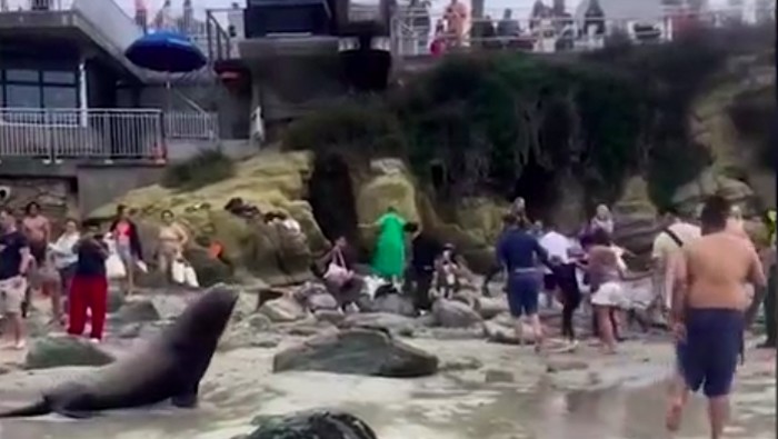 Induk singa laut usir turis yang selfie dengan anaknya