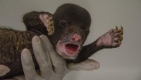 Bayi beruang madu berjenis kelamin jantan dan berumur satu bulan dengan berat 760 gram tersebut ditemukan tertinggal dari induknya di areal perkebunan masyarakat di Kabupaten Indragiri Hilir, Riau.   