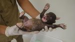 Kasihan! Bayi Beruang Madu Ini Ditinggal Induknya
