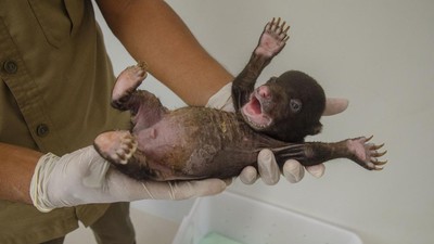 Kasihan! Bayi Beruang Madu Ini Ditinggal Induknya