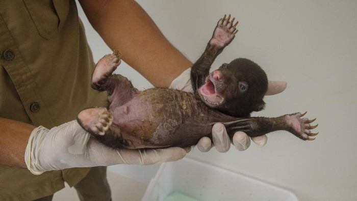 Kasihan! Bayi Beruang Madu Ini Ditinggal Induknya Petugas Balai Besar Konservasi Sumber Daya Alam (BBKSDA) Riau memeriksa kondisi bayi beruang madu (Helarctos malayanus) di Pusat Penyelamatan Satwa (PPS) kota Pekanbaru, Riau, Selasa (25/7/2023). Bayi beruang madu berjenis kelamin jantan dan berumur satu bulan dengan berat 760 gram tersebut ditemukan tertinggal dari induknya di areal perkebunan masyarakat di Kabupaten Indragiri Hilir, Riau. ANTARA FOTO/Yudhie/Lmo/nym.
