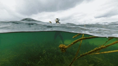 Kerja Keras Menghijaukan Kembali Laut Baltik