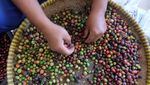 Panen Kopi Tiba, Ibu-ibu Ini Dapat Uang Tambahan
