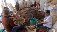 Mereka mampu menyortir rata-rata 100 kilogram per hari.  