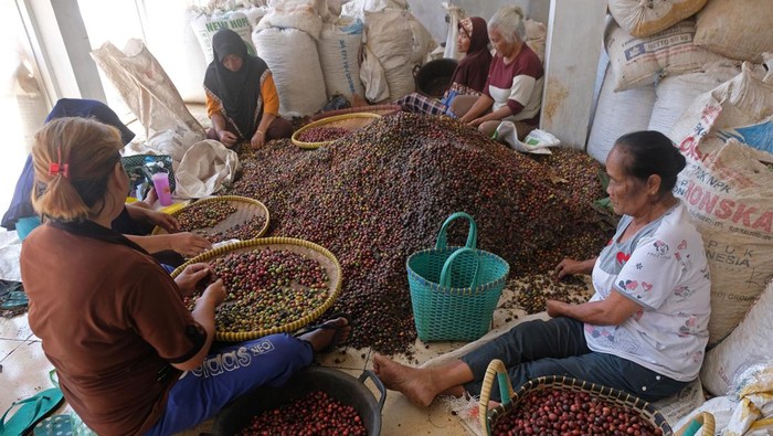 Pekerja menyortir biji kopi robusta yang baru dipanen di tempat pengepul kopi Desa Gesing, Kandangan, Temanggung, Jawa Tengah, Rabu (26/7/2023). Saat musim panen kopi para ibu rumah tangga bekerja musiman untuk menyortir kopi dengan upah Rp500 per kilogram dan mampu menyortir rata-rata 100 kilogram per hari. ANTARA FOTO/Anis Efizudin/nym.