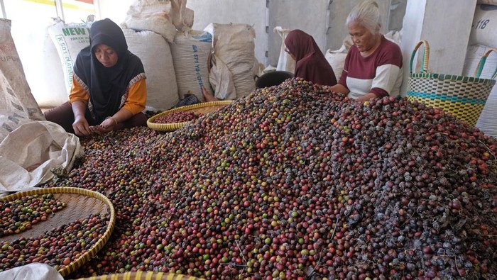 Panen Kopi Tiba, Ibu-ibu Ini Dapat Uang Tambahan Pekerja menyortir biji kopi robusta yang baru dipanen di tempat pengepul kopi Desa Gesing, Kandangan, Temanggung, Jawa Tengah, Rabu (26/7/2023). Saat musim panen kopi para ibu rumah tangga bekerja musiman untuk menyortir kopi dengan upah Rp500 per kilogram dan mampu menyortir rata-rata 100 kilogram per hari. ANTARA FOTO/Anis Efizudin/nym.