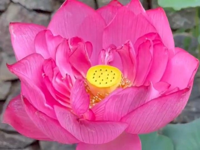 Bunga lotus di Cina dinamai dari mendiang Eril.
