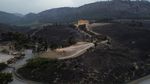 Dampak Kebakaran Hutan di Sisilia Italia